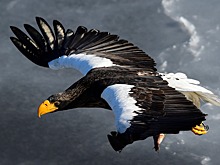 На Сахалине спасли краснокнижного орлана, занесенного ветром на нефтяную платформу