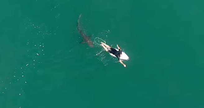 Дрон предупредил серфера о приближении двухметровой акулы