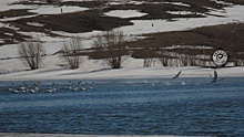 В окрестностях Магнитогорска появились лебеди