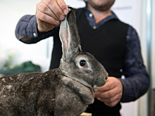 Названы любимые экзотические питомцы россиян