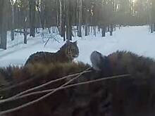 В Хабаровском крае любопытные тигры попали на видео фотоловушки