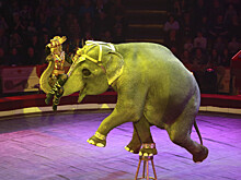 Цирковые жирафы, бегемоты и носорог предсказали погоду на Новый год в России