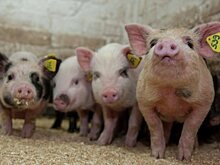 Росстат обнаружил в РФ мини-свиней и овчубуков