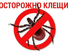 Анапчанам рассказали, как обезопасить себя от клещей