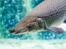 Рыбак поймал доисторическую 91-килограммовую черепаху и 85-килограммовую щуку