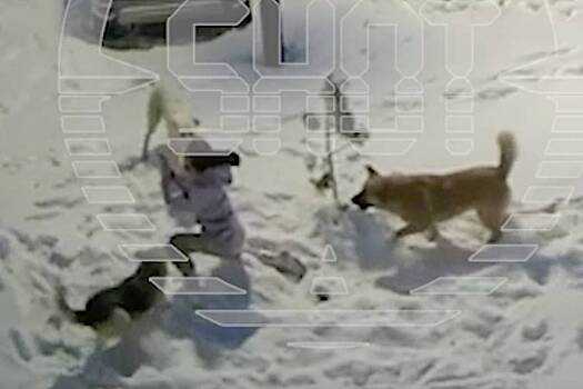 Бродячие собаки попытались загрызть российскую третьеклассницу и попали на видео