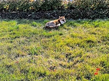 100%-я летальность: как защитить себя от бешенства