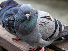 Врач запретил россиянам прикасаться к голубям из-за риска смерти