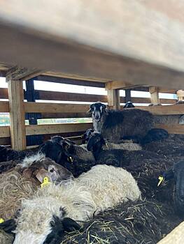 В Оренбуржье пресекли попытку вывоза 160 овец в Киргизию