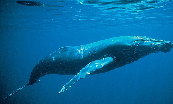 Древние киты питались плотью морских животных