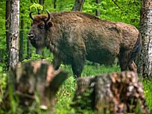 В WWF России заверили, что поправки в закон об охоте не угрожают краснокнижным животным