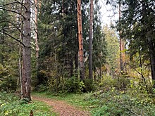 Костромич схлопотал проблемы из-за восьми деревьев