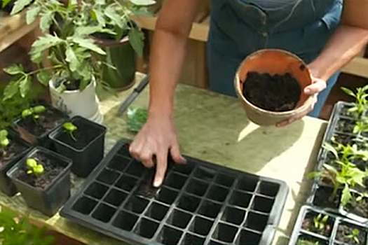Тиктокер-садовод предложил легкий способ вырастить базилик и мяту дома