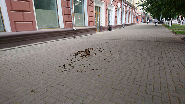 Фекальные конские массы лежат в центре Кемерова около суток