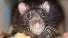 CNN: Бойцы ВСУ пожаловались на нашествие мышей и крыс в окопах