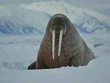 Как у моржей появился свой праздник