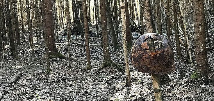 Фоторепортаж: как ижевчане в Ленинградской области ищут погибших во время Великой Отечественной войны