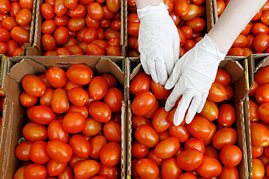 Ткачев не исключил расширения списка поставщиков томатов из Турции