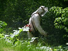 В Подмосковье от борщевика обработали 20 тысяч га земли