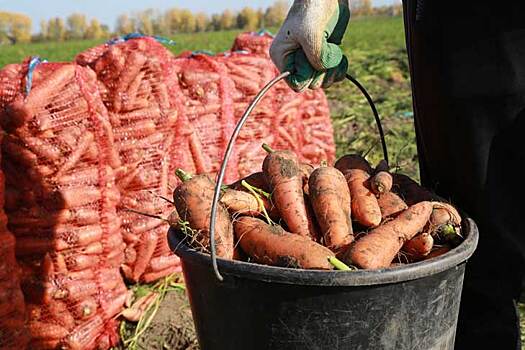 Второй рост моркови осенью-2024 предрек агроном Мармулев в Новосибирске