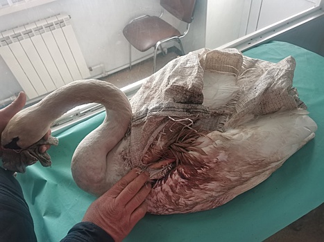 В Курской области спасли лебедя с раненым крылом