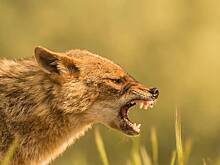 Шакал пролез в дом и покусал годовалого ребенка