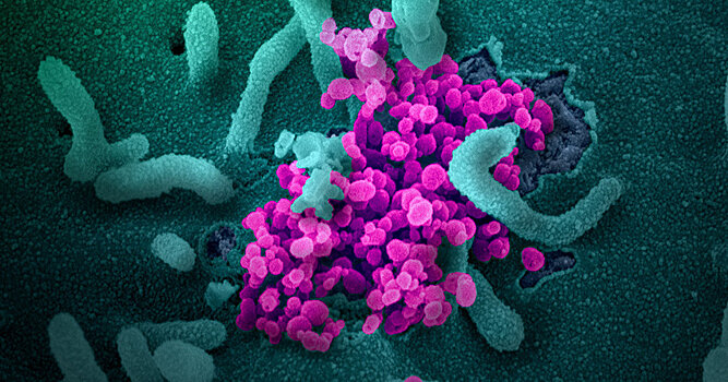 The Guardian (Великобритания): что ученые выяснили о коронавирусе за пять месяцев