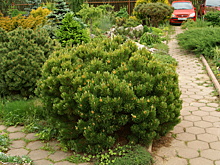 Как красиво сформировать сосну или ель: советы профессионала