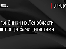 Фото: грибники из Ленобласти хвастаются грибами-гигантами