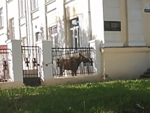 Жителей Озёрска переполошил лось, бегающий по центру города