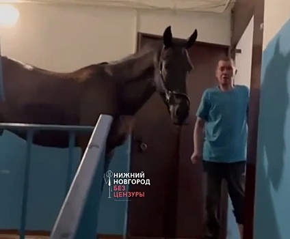 Коня, которого нижегородец привел в подъезд, вернули владельцам