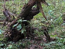 До 10 лет грозит жителю Красноярского края за уничижение леса с ценными деревьями