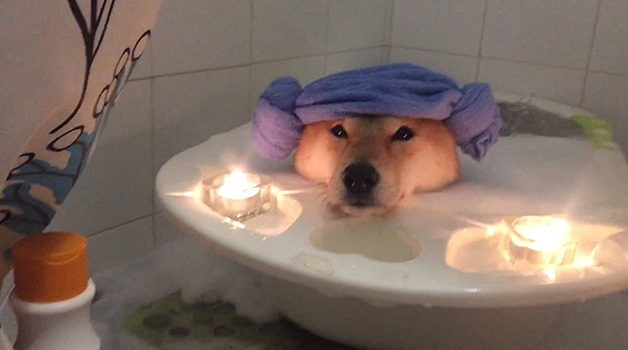 Собака релаксирует в ванной при свечах