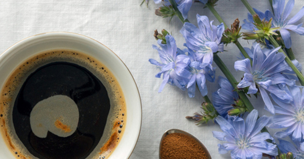 Цикорий после 50 лет польза и вред — Рамблер/новости