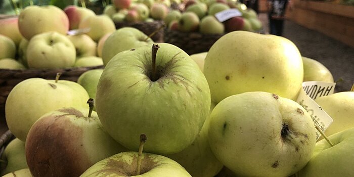 Врач посоветовала съедать два яблока в день для поддержания здоровья. ЭКСКЛЮЗИВ