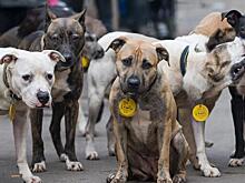 Увеличить стоимость подряда на отлов собак планируют в Сарапуле