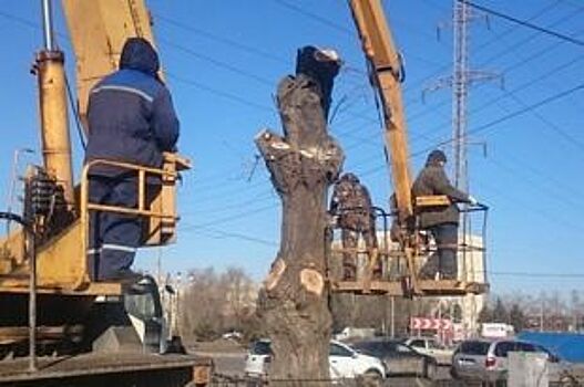 Работы по очистке от сухих деревьев проведут в Советском районе Ростова