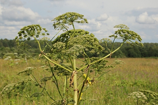 Сергей Будкин избран главой городского округа Дзержинский