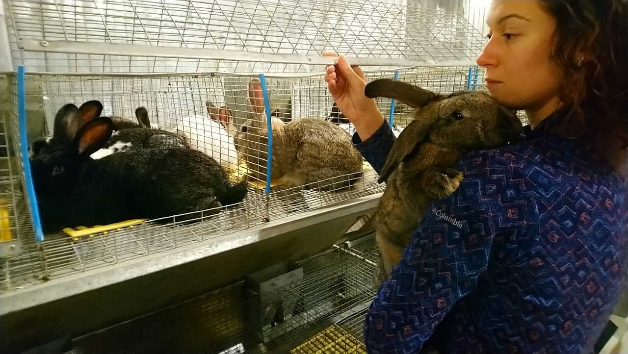 Супруги-фермеры пустили кроликов на котлеты