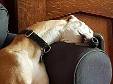 Собаки, которые рассмешат любого