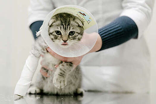 Ветврач Шеляков: цены на услуги ветеринаров растут из-за импорта и спекуляций