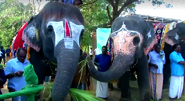 В Индии храмовые слоны дружно отправились на заслуженный отдых