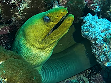 Пасть морского исполина попала на видео