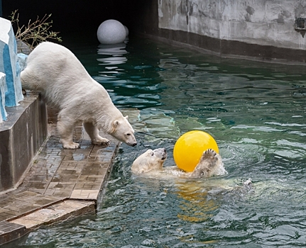 Новосибирский зоопарк подарил белым медведям новые игрушки