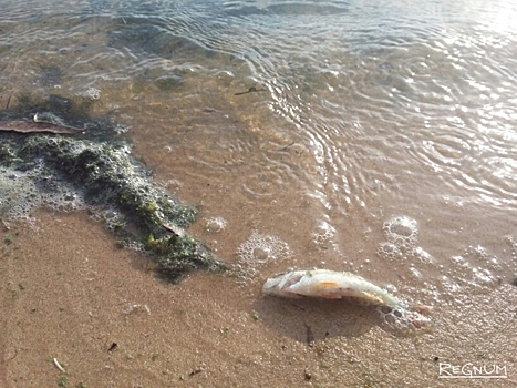 Чебоксарское море: борьба за рыбку в мутной воде