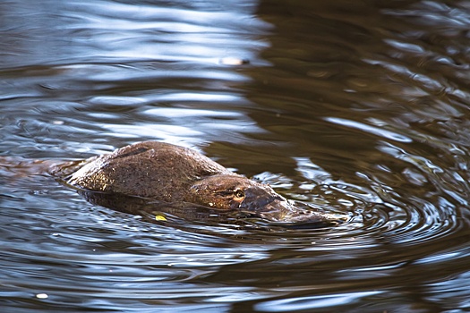 20 самых необычных и странных животных нашей планеты