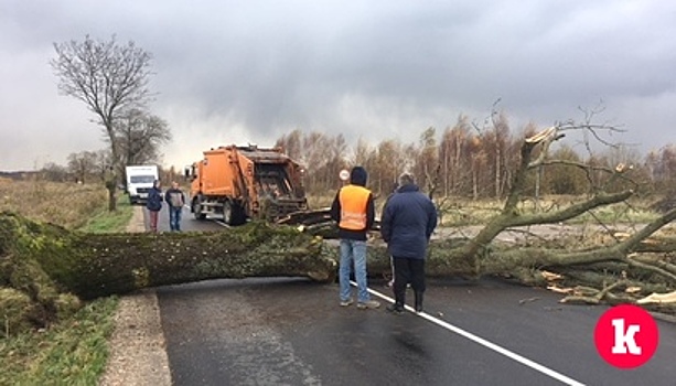 Очевидец: упавшее дерево перегородило дорогу перед пос. Кумачево