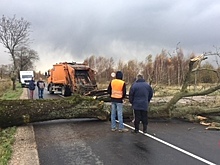 Очевидец: упавшее дерево перегородило дорогу перед пос. Кумачево