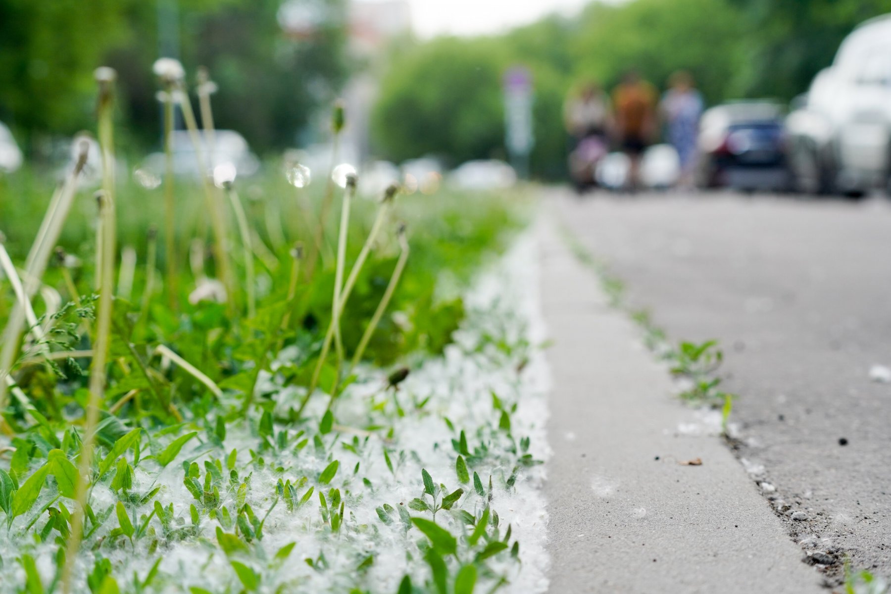 На Подмосковье надвигается тополиная метель