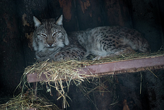 Двух котят рыси из Балашихи отправили в Белгородский зоопарк